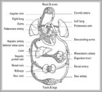 Function Of Cardiovascular System Image