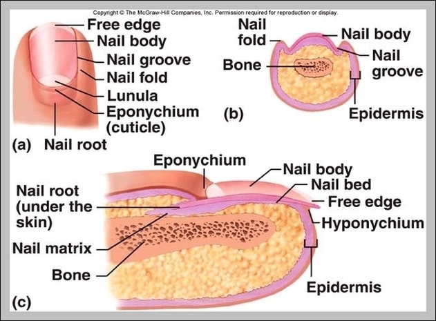 Function Of Integumentary System Image