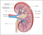 Function Of Kidney Image