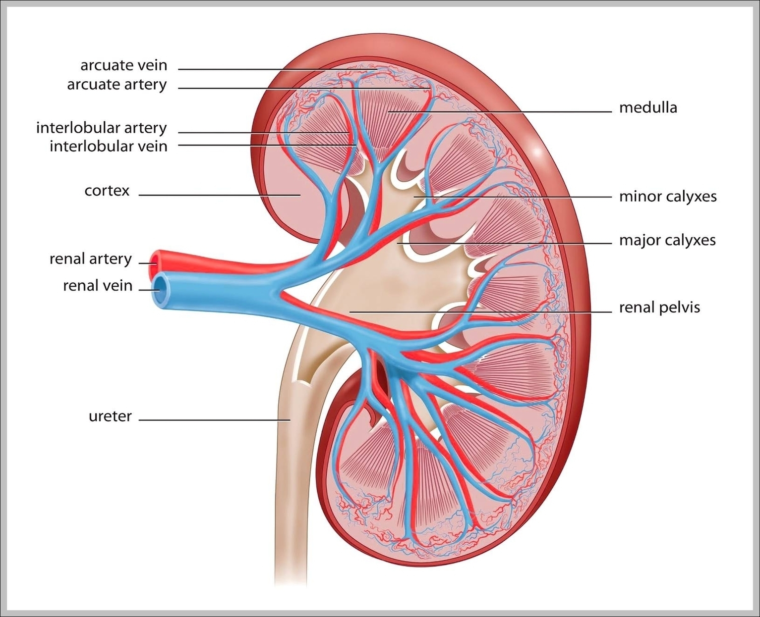 Function Of Kidney Image