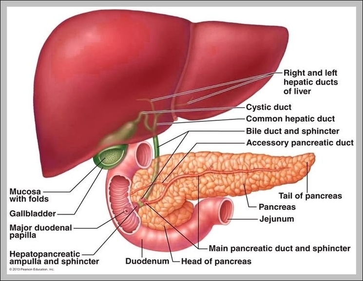 Function Of Liver In Digestive System Image