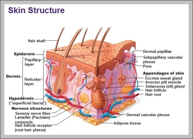 Function Of The Integumentary System Image
