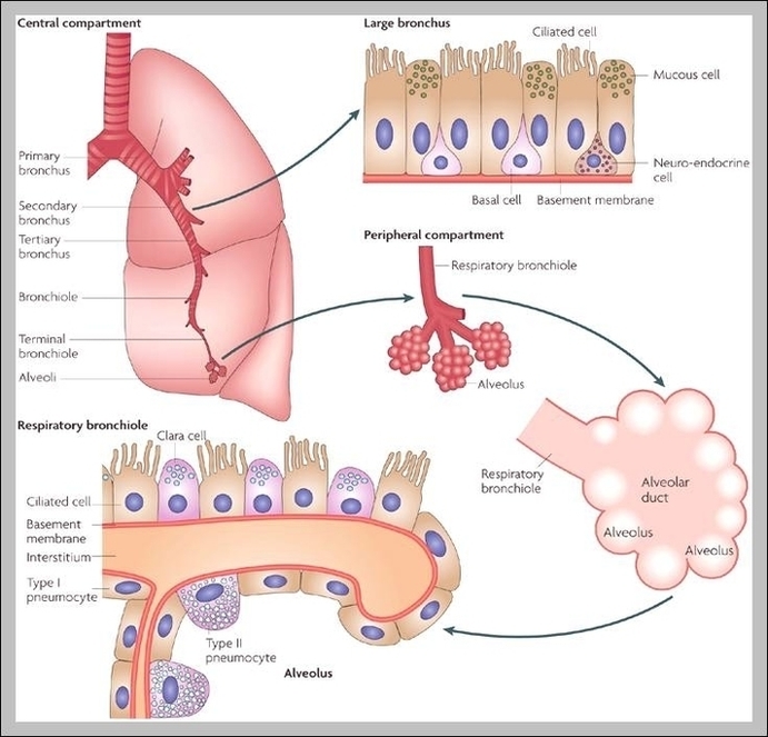 Function Of The Lungs Image