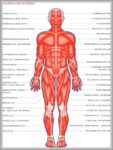 Function Of The Muscular System Image