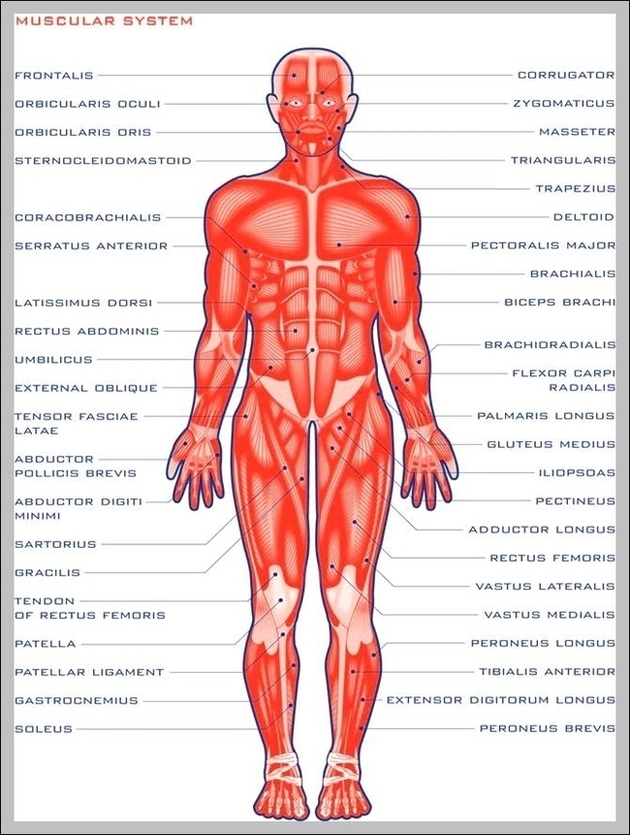 Function Of The Muscular System Image