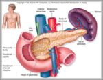 Function Of The Pancreas Image