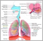 Function Of The Respiratory System Image