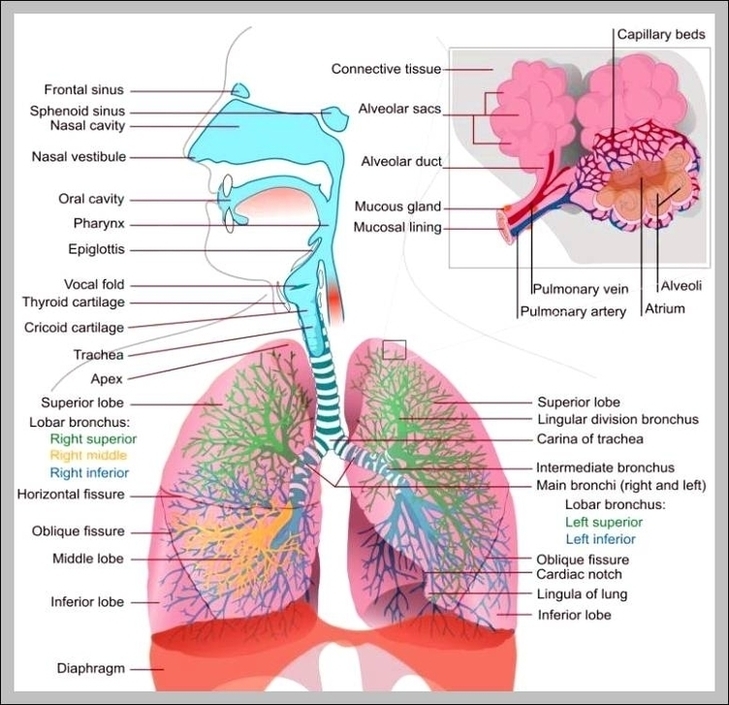 Function Of The Respiratory System Image