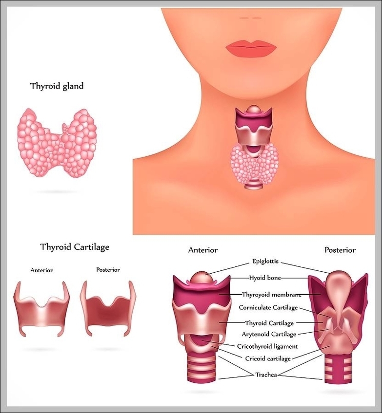 Function Of The Thyroid Gland Image
