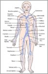 Function Of Veins Image