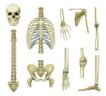 Functions Of Bones