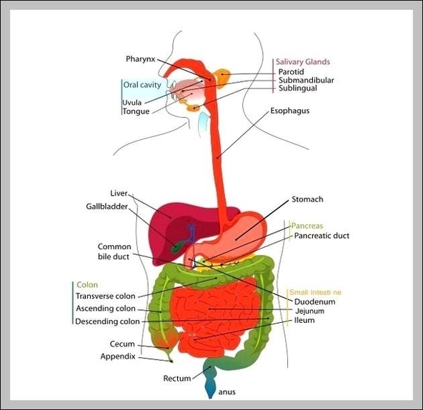 Functions Of Digestive System Image