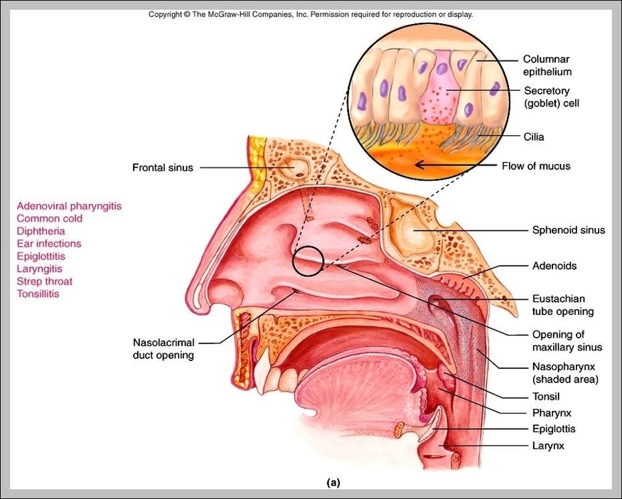 Functions Of Epiglottis Image
