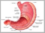 Functions Of Stomach Image