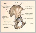 Functions Of The Kidney Image