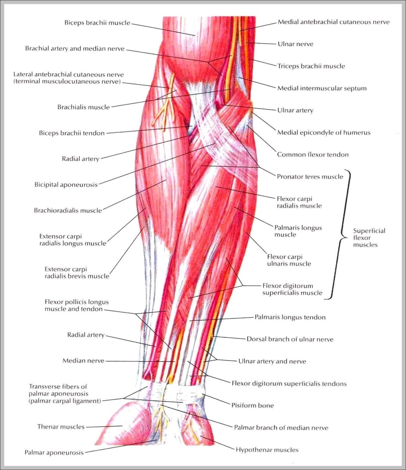 bile | Anatomy System - Human Body Anatomy diagram and chart images