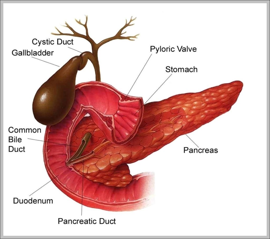 Gallbladder Image