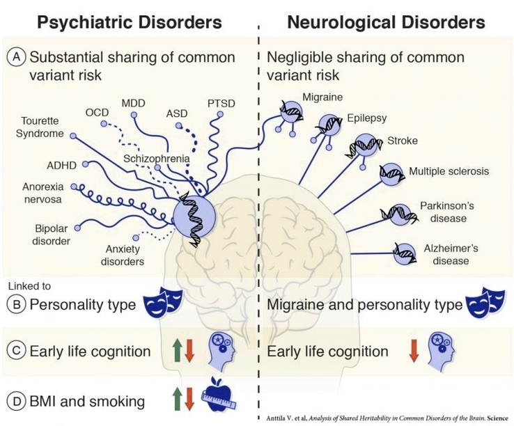 Genetic Link Between Psychiatric Disorders