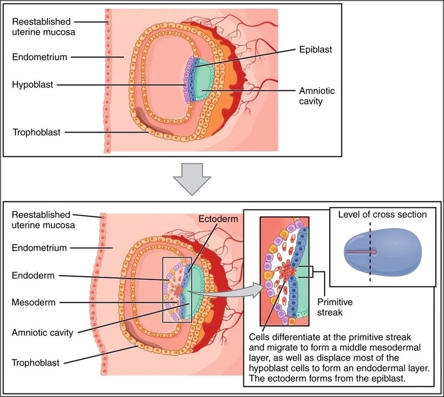 Germ Layers