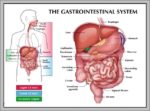 Gi System Anatomy Image