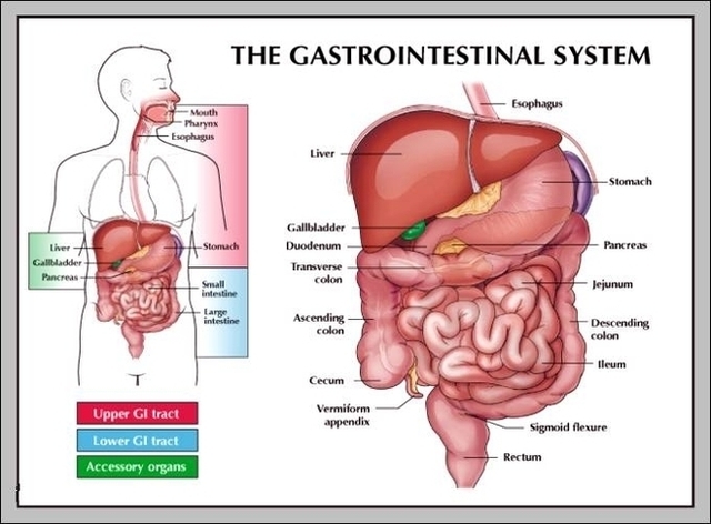 Gi System Anatomy Image