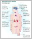 Glands In Endocrine System Image