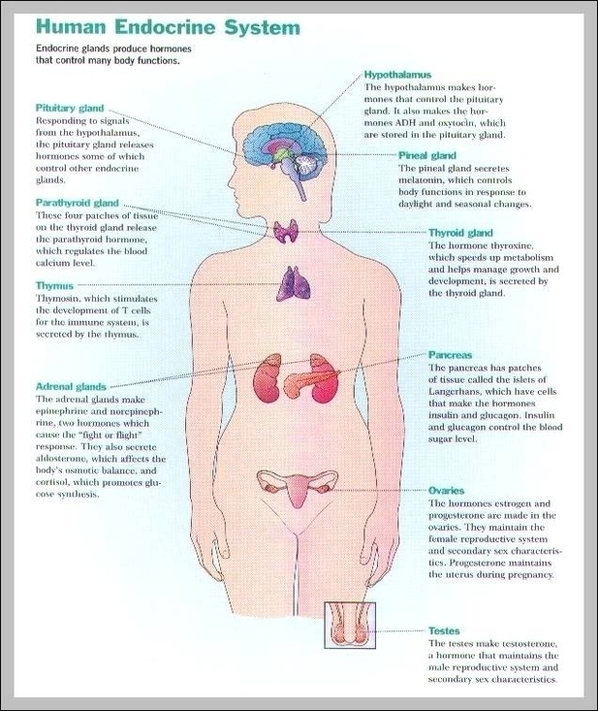 Glands In Endocrine System Image