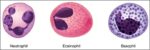 Granular Leukocytes