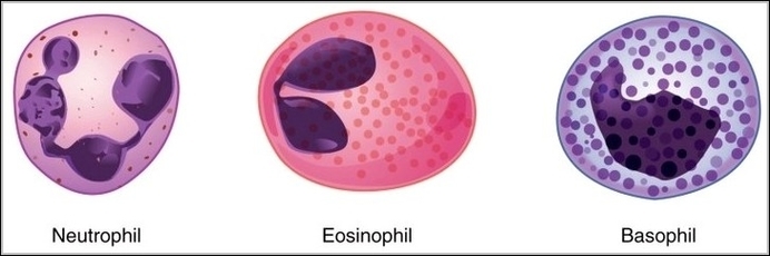 Granular Leukocytes