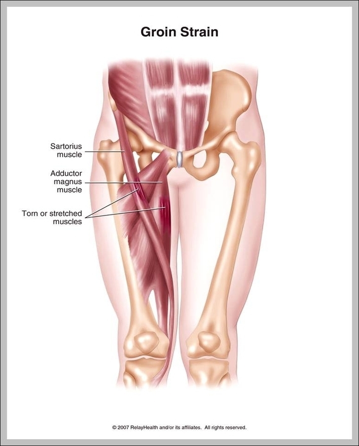 Groin Muscles Diagram Image