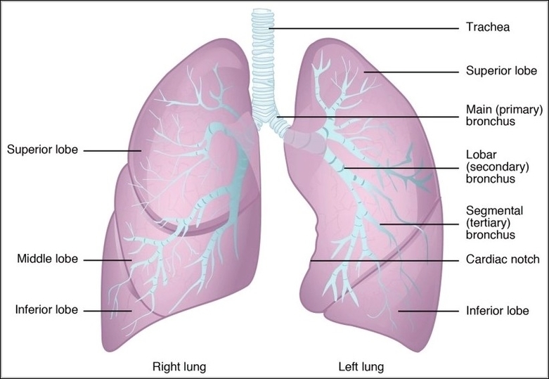 Gross Anatomy of the Lungs
