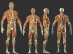 Hamstring Muscleshamstring Origin Anatomy