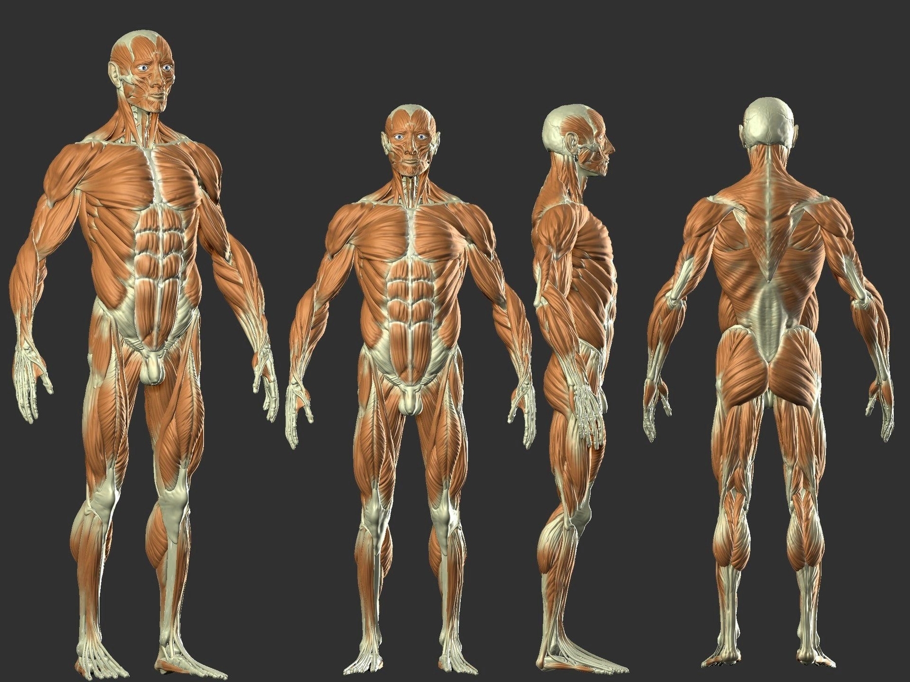 Hamstring Muscleshamstring Origin Anatomy