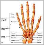 Hand Bones Pictures Image