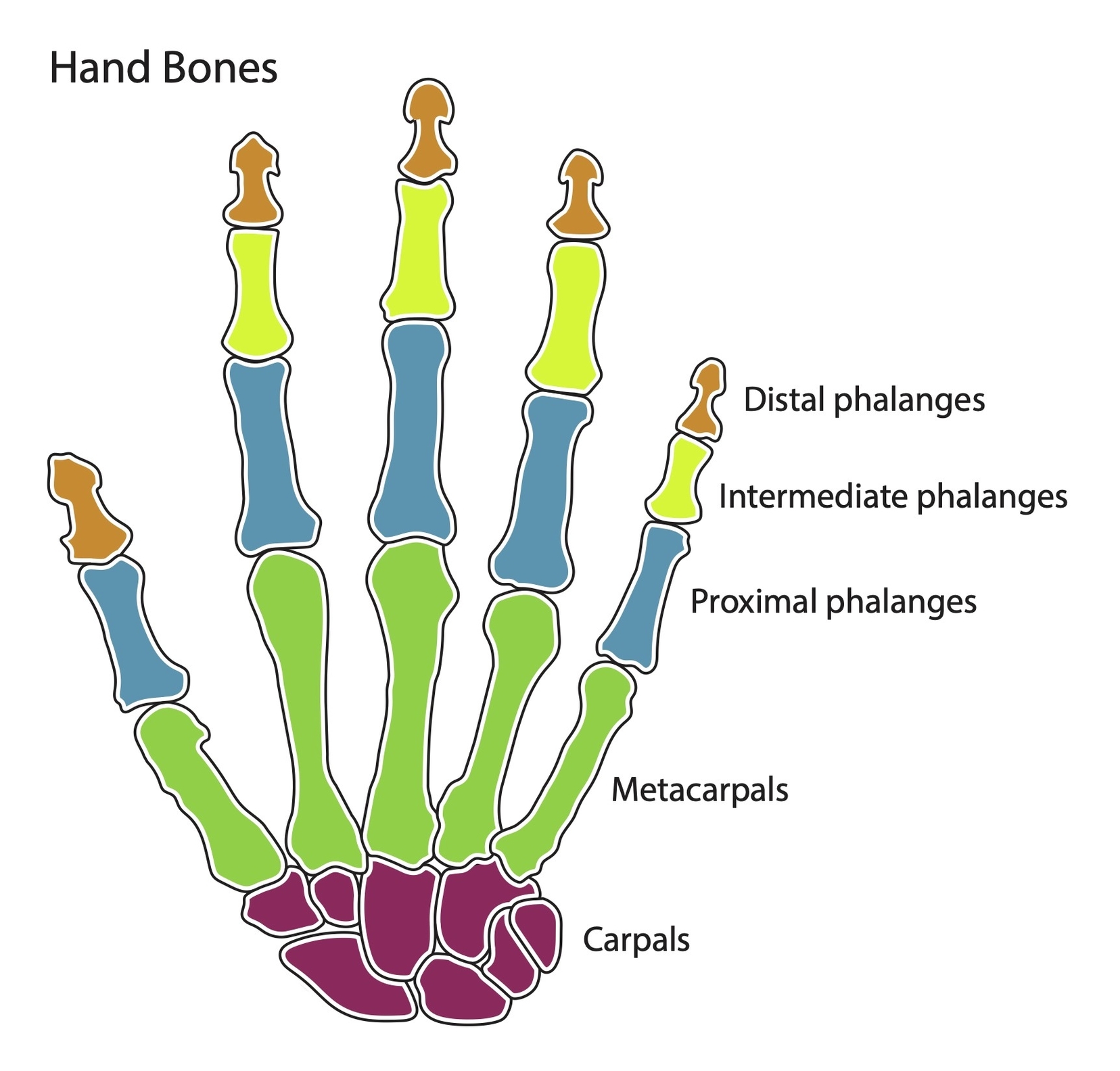 Hand Bonesleft Hand Bones