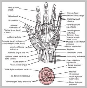 Hand Ligaments And Tendons Image | Anatomy System - Human Body Anatomy ...