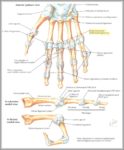 Hand Ligaments Image