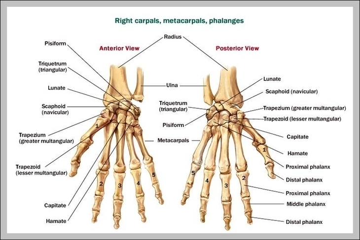 Hand Wrist Bones Image