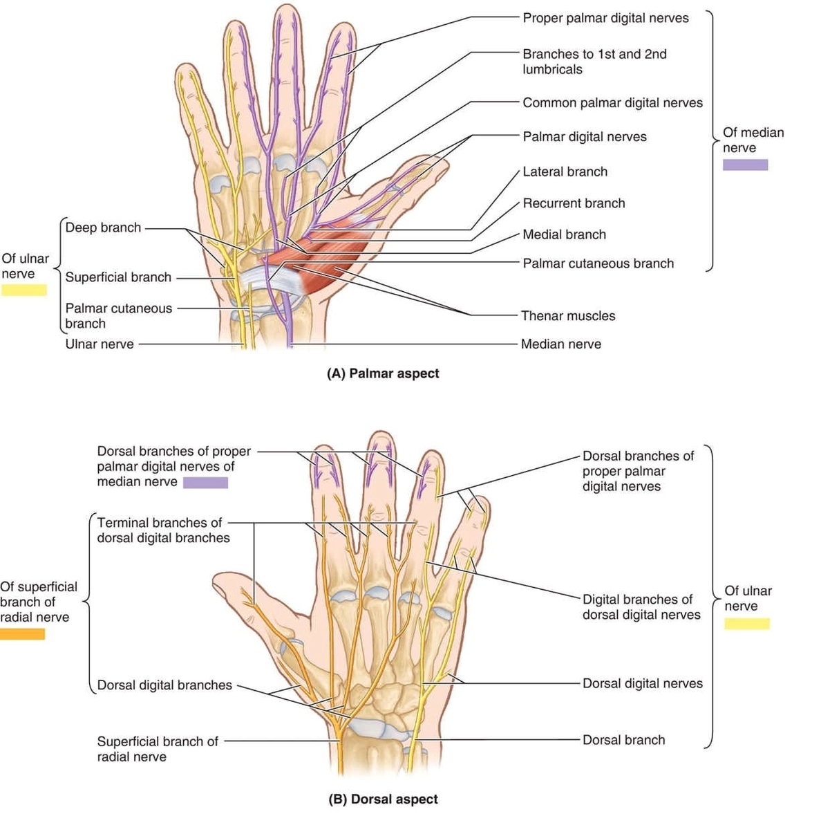 Hand nerves diagram