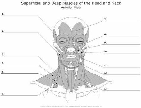 Head And Neck Muscles Example Of