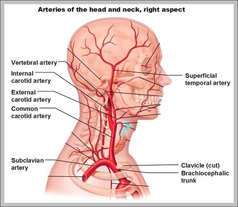 Head Arteries Image