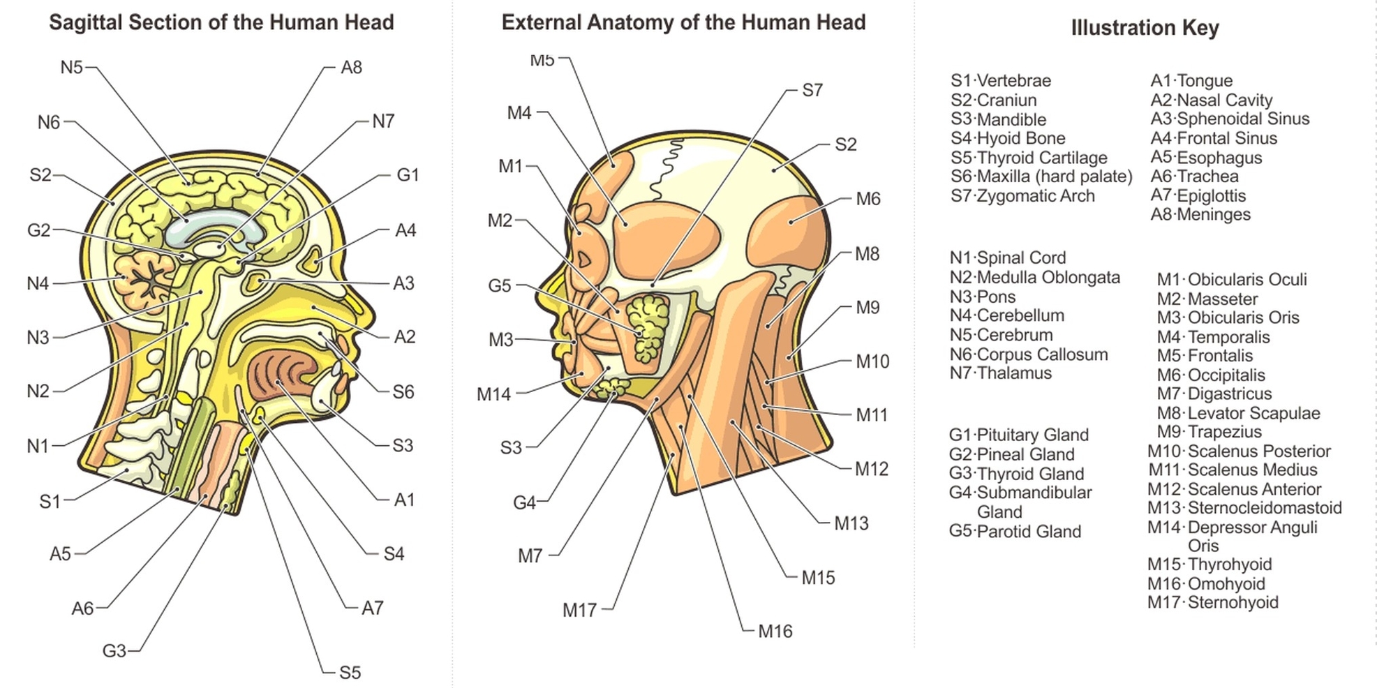 Head anatomy diagram