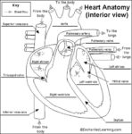 Heart Anatomy Glossary