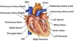 Heart Anatomy Labeled Diagram