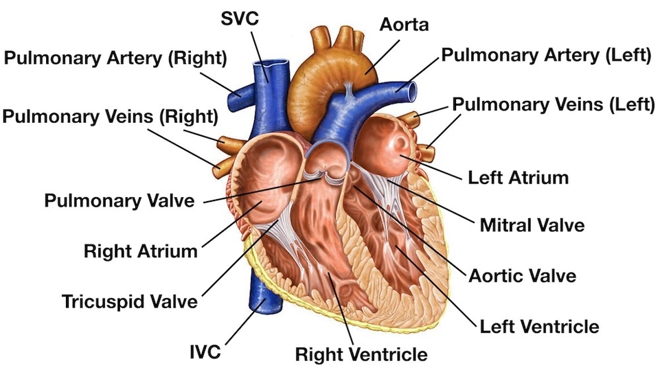 Heart Anatomy Labeled Diagram