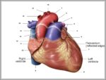 Heart Auricle Image