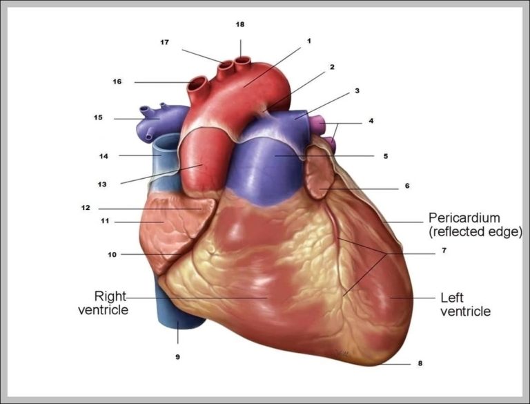 heart-auricle-image-anatomy-system-human-body-anatomy-diagram-and