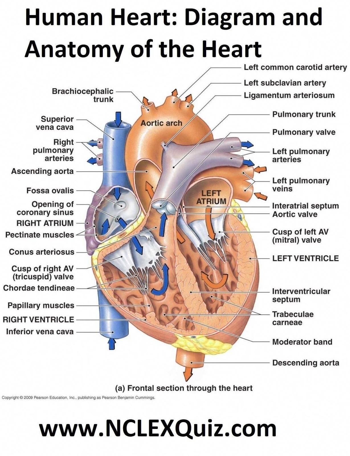 Heart Diagram Coronary Sinus