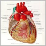 Heart Location In Human Body Image