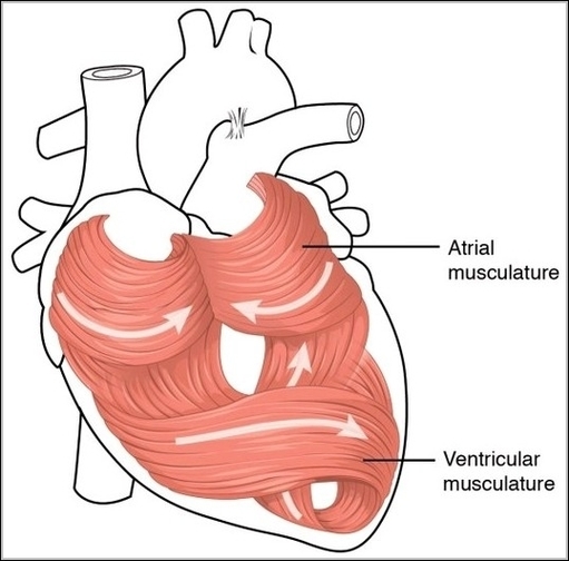 Heart Musculature